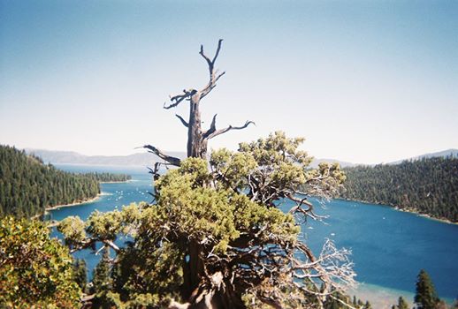 A tree standing over Emerald Bay, Lake Tahoe.