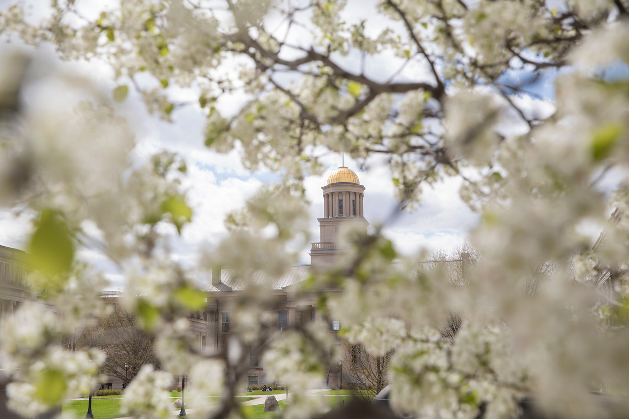 A picture of the Old Capitol dome peeling through white flowery tree branches