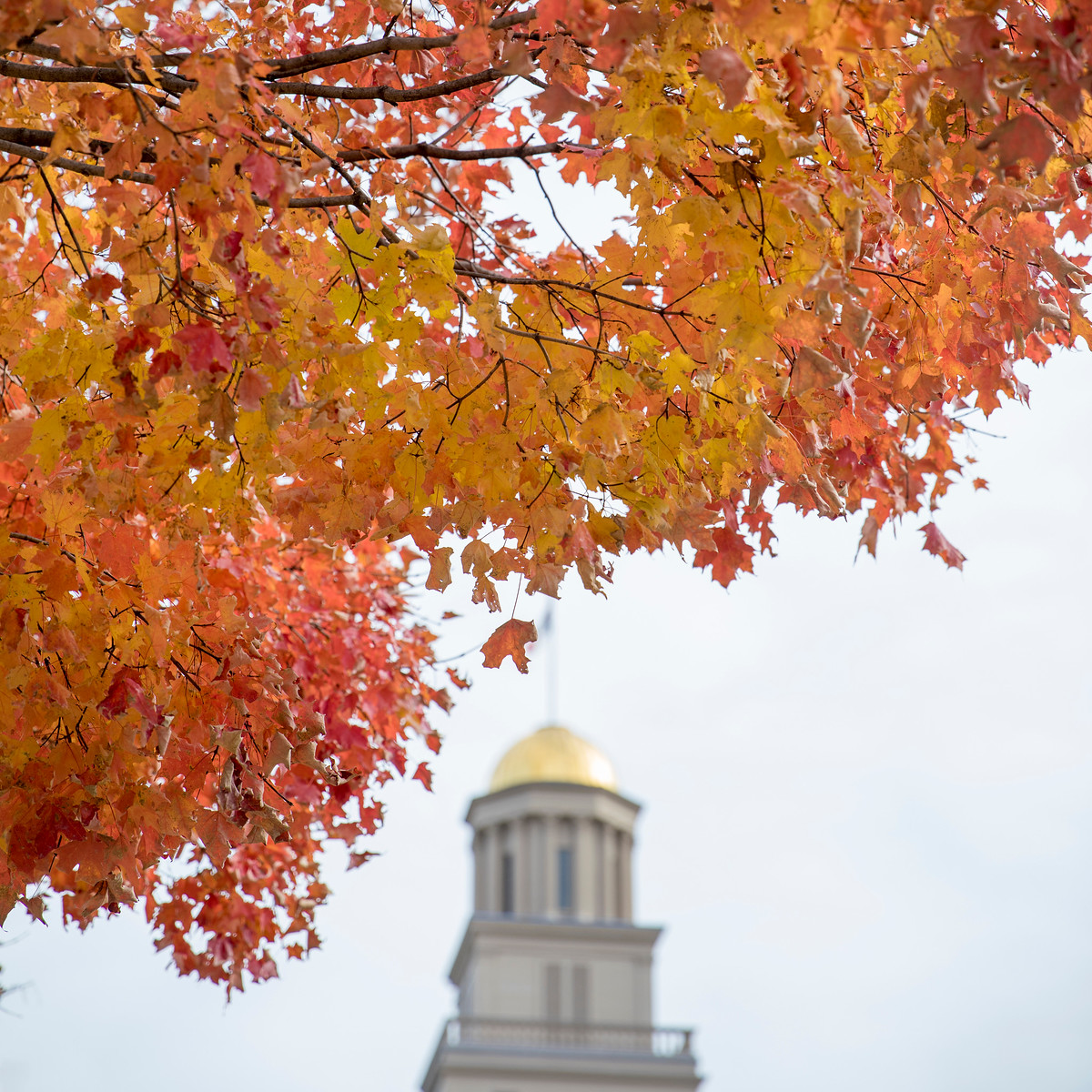 A photograph of the Old Capitol dome surrounded by trees full of orange-colored leaves