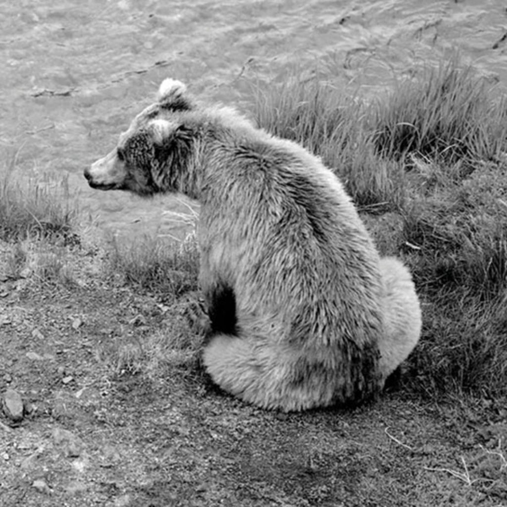 A black and white photo of a bear cub taken by Gary Freeburg