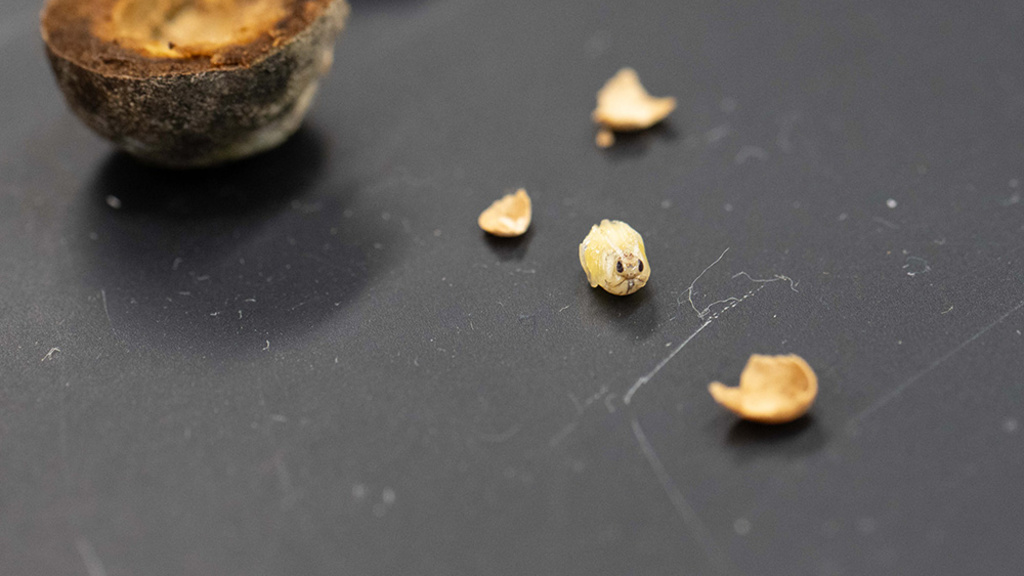 This pupal wasp, shown here in Andrew Forbes' lab, was housed within the gall that now lies split open.