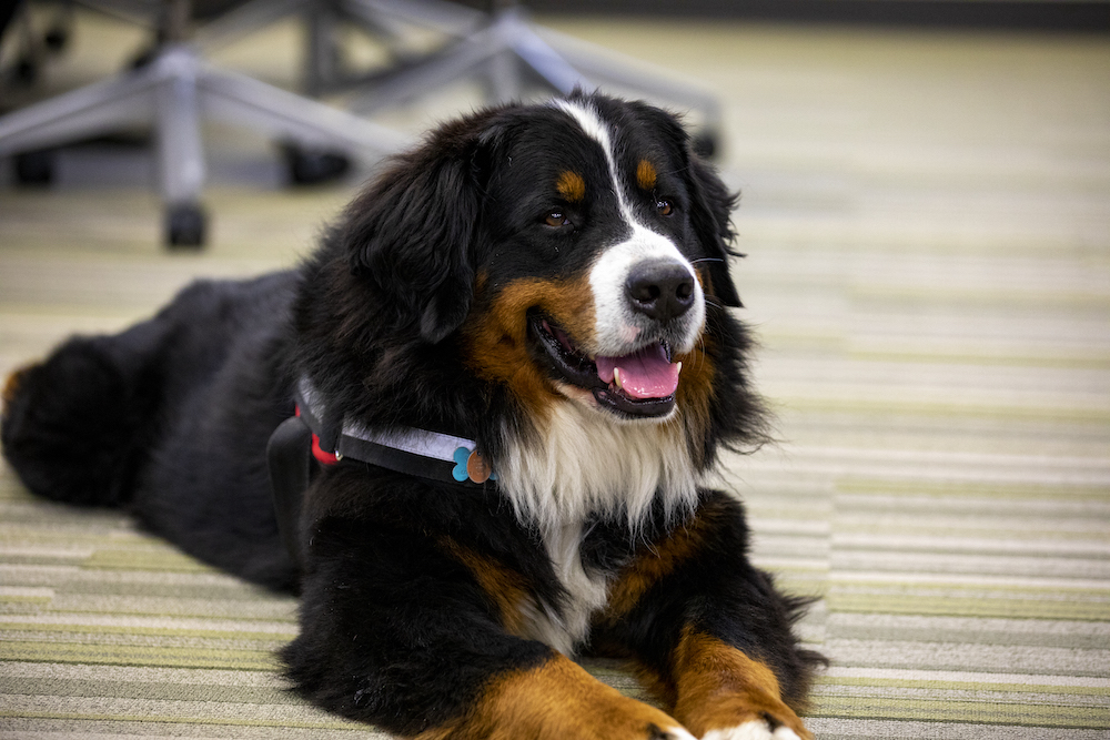 A photo of a Bernese mountain dog named Drax, who is a therapy dog in the Department of Health and Human Physiology.
