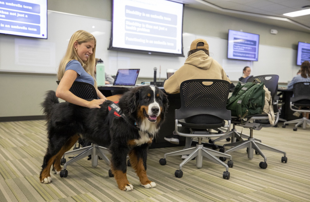 Drax, a Bernese mountain dog, is a therapy dog for the Department of Health and Human Physiology.