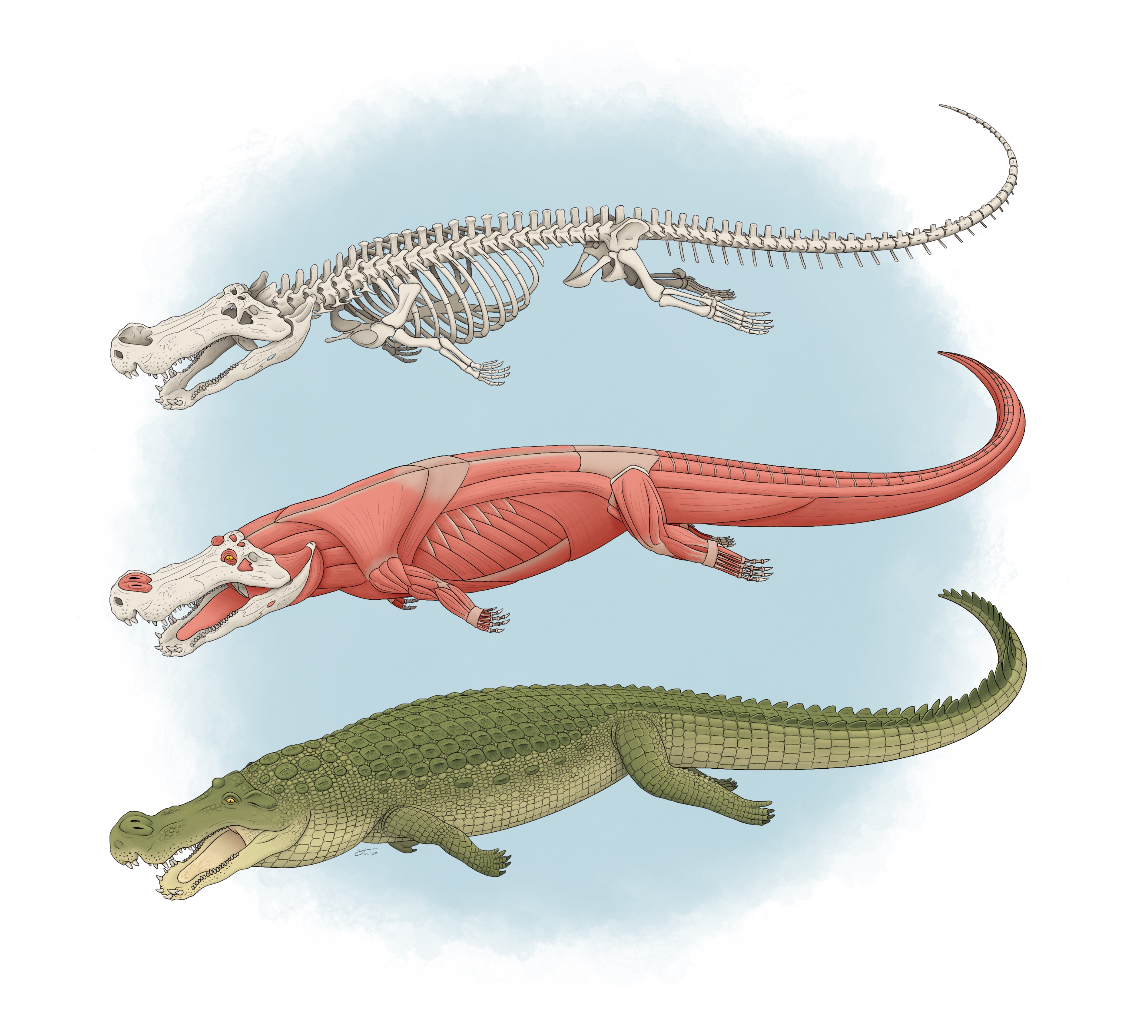 Deinoschus illustrations