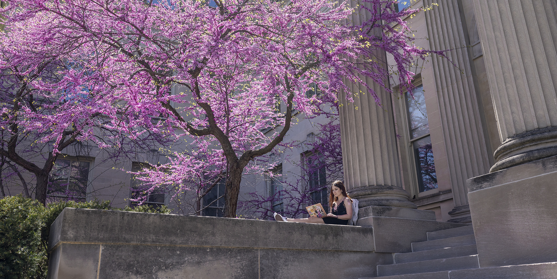 Student sitting on the wall by the step of Schaeffer Hall canopied by a large red bud tree in full blossome