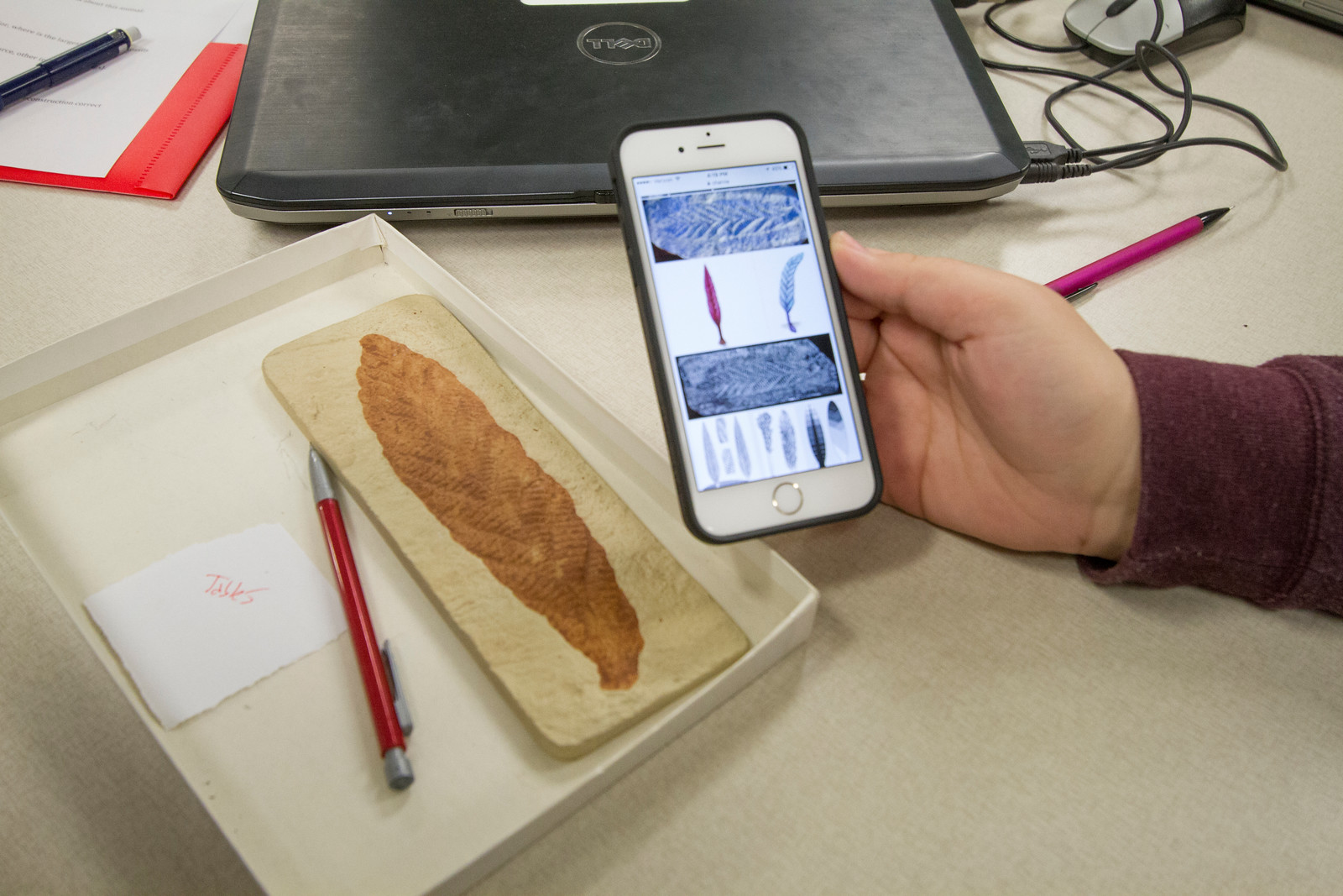 ​ A fossil next to an iPhone with fossil images on the screen A student uses a smart phone to help identify a fossil.