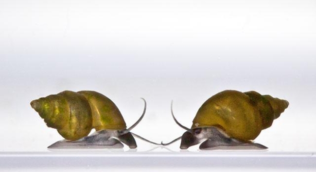 An image of snails facing off