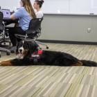 Drax, a Bernese mountain dog, is a therapy dog within the Department of Health and Human Physiology.