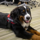 Drax, a Bernese mountain dog, is a therapy dog within the Department of Health and Human Physiology.